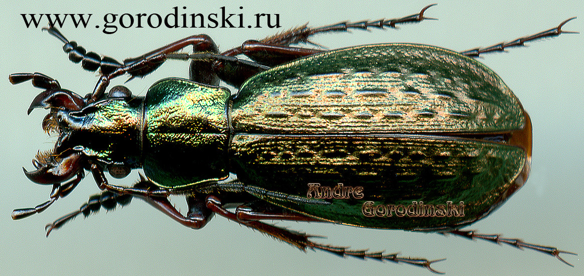 http://www.gorodinski.ru/carabus/Cupreocarabus balangicus balangicus.jpg